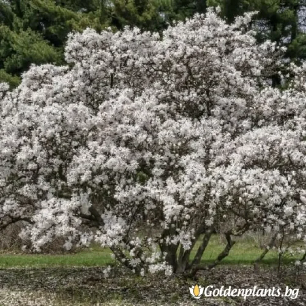 Магнолия, сорт Уотърфлай