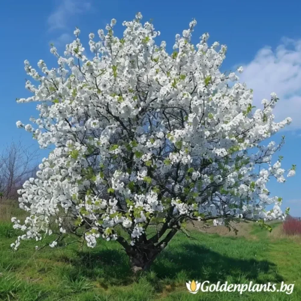 Японска вишна – Ямадей