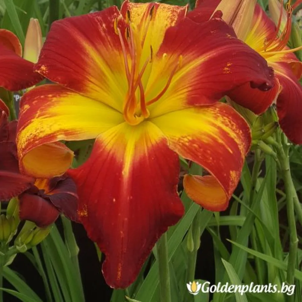 Хемерокалис /Hemerocallis – градинско цвете