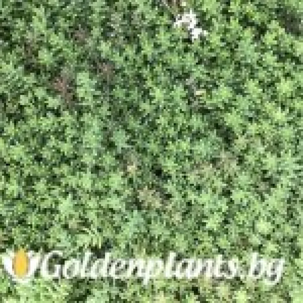 Седум green carpet зелен – за градината