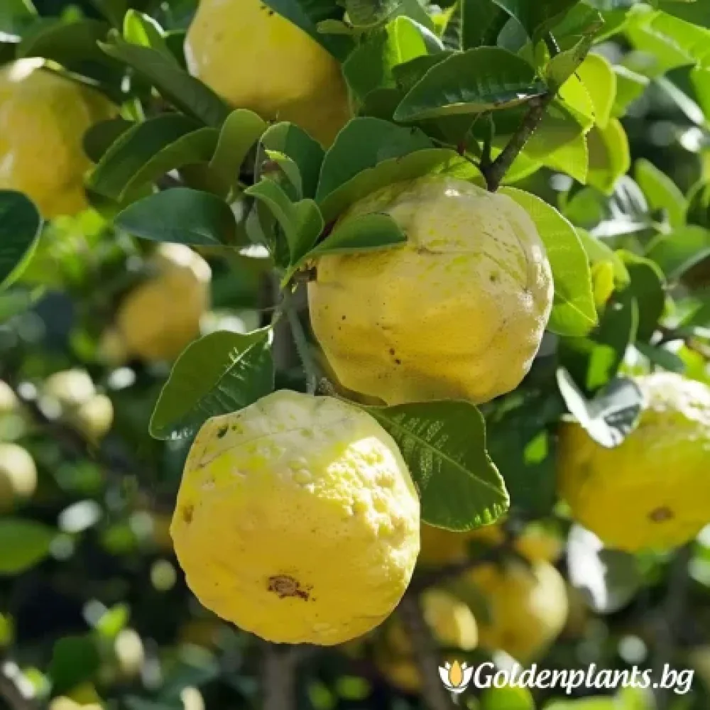 Лимон (див)