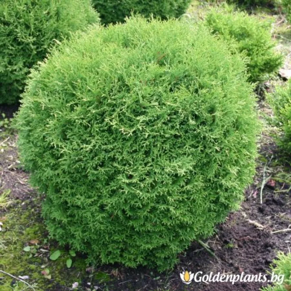 Малък Гигант (туя)