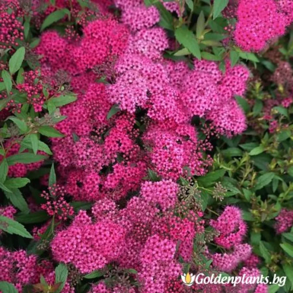 Спирея – Японика Дартс ред
