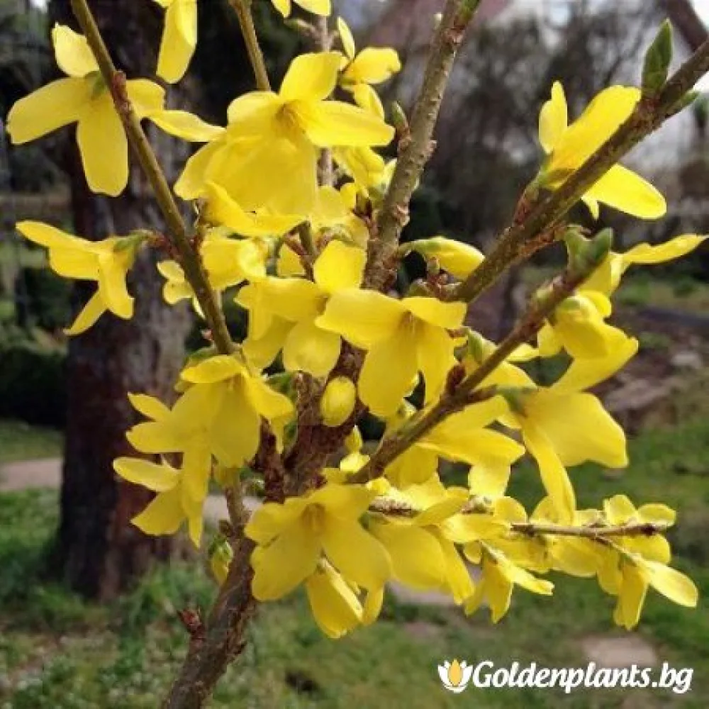 Форзиция – Уикенд