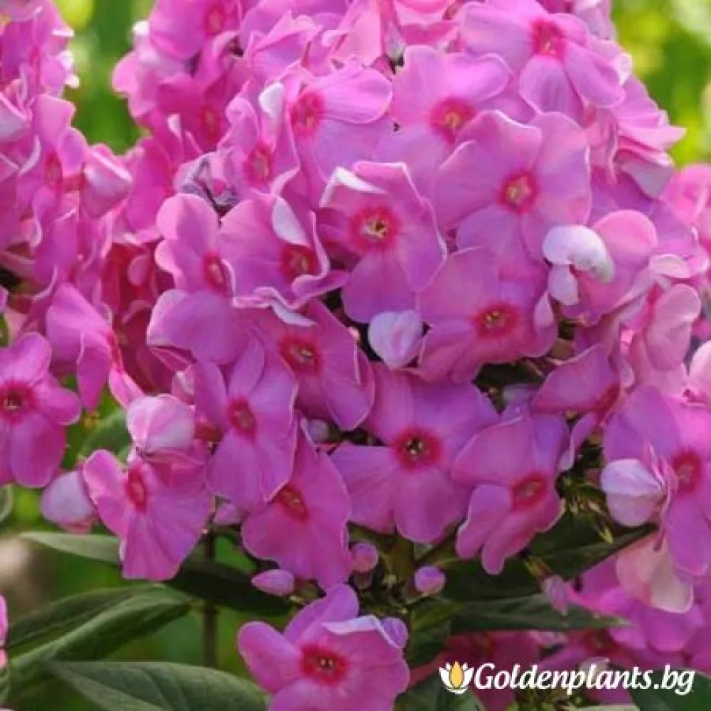 Флокс, сорт Ева Кълъм