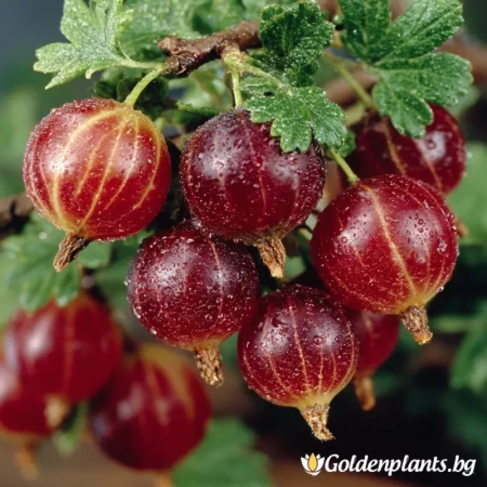 Цариградско грозде, сорт Каменар
