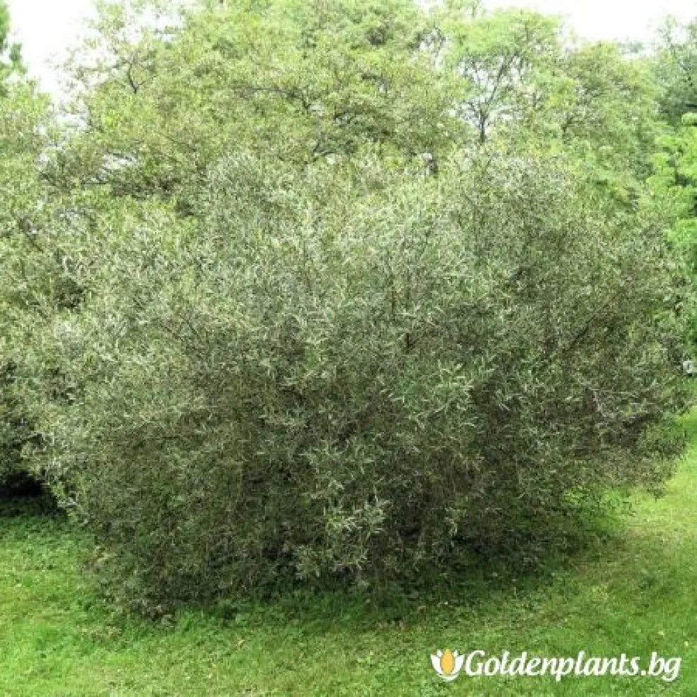 Филирея, сорт Теснолистен Лигуструм