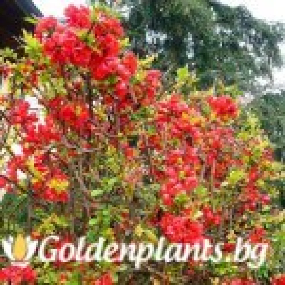 Японска дюля Crimson and Gold – декоративно растение