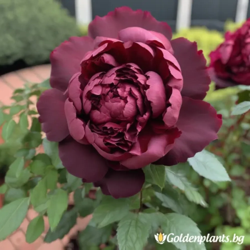 Роза – Тъмна Амброзия, с гол корен
