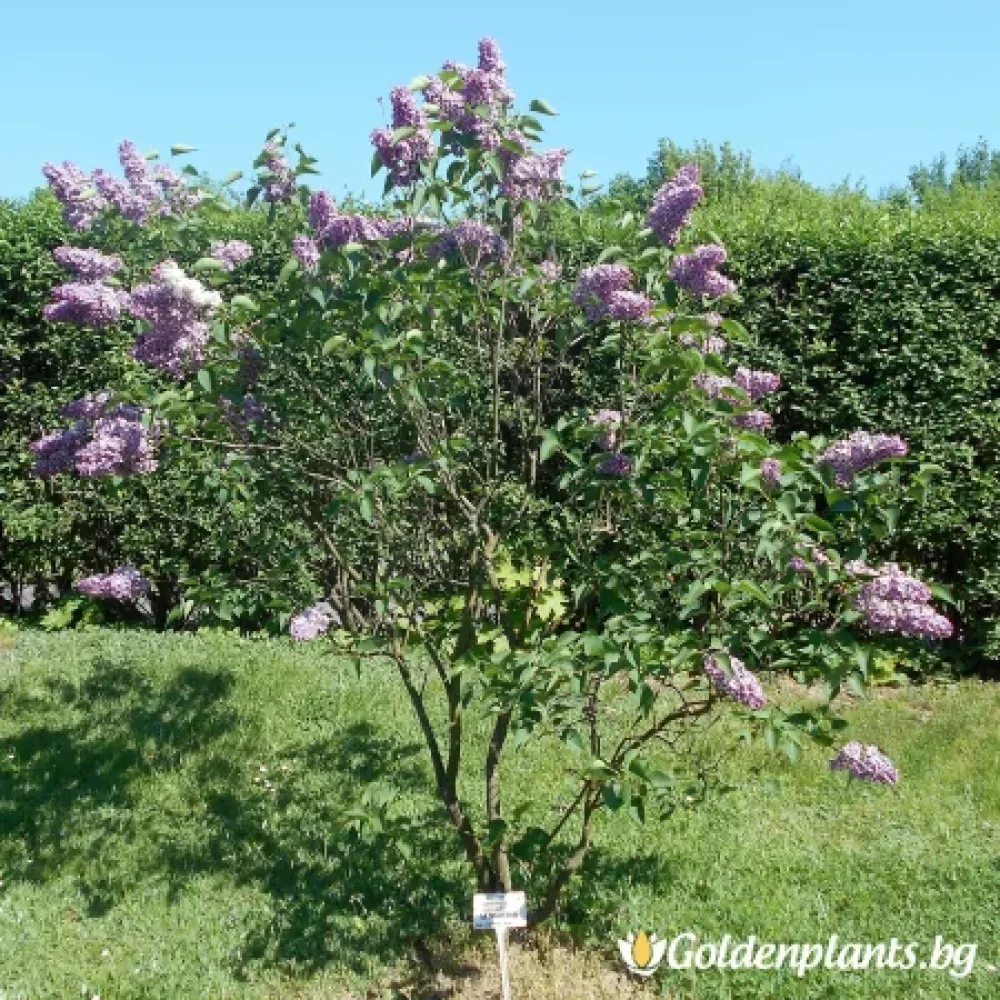 Усещане (люляк)