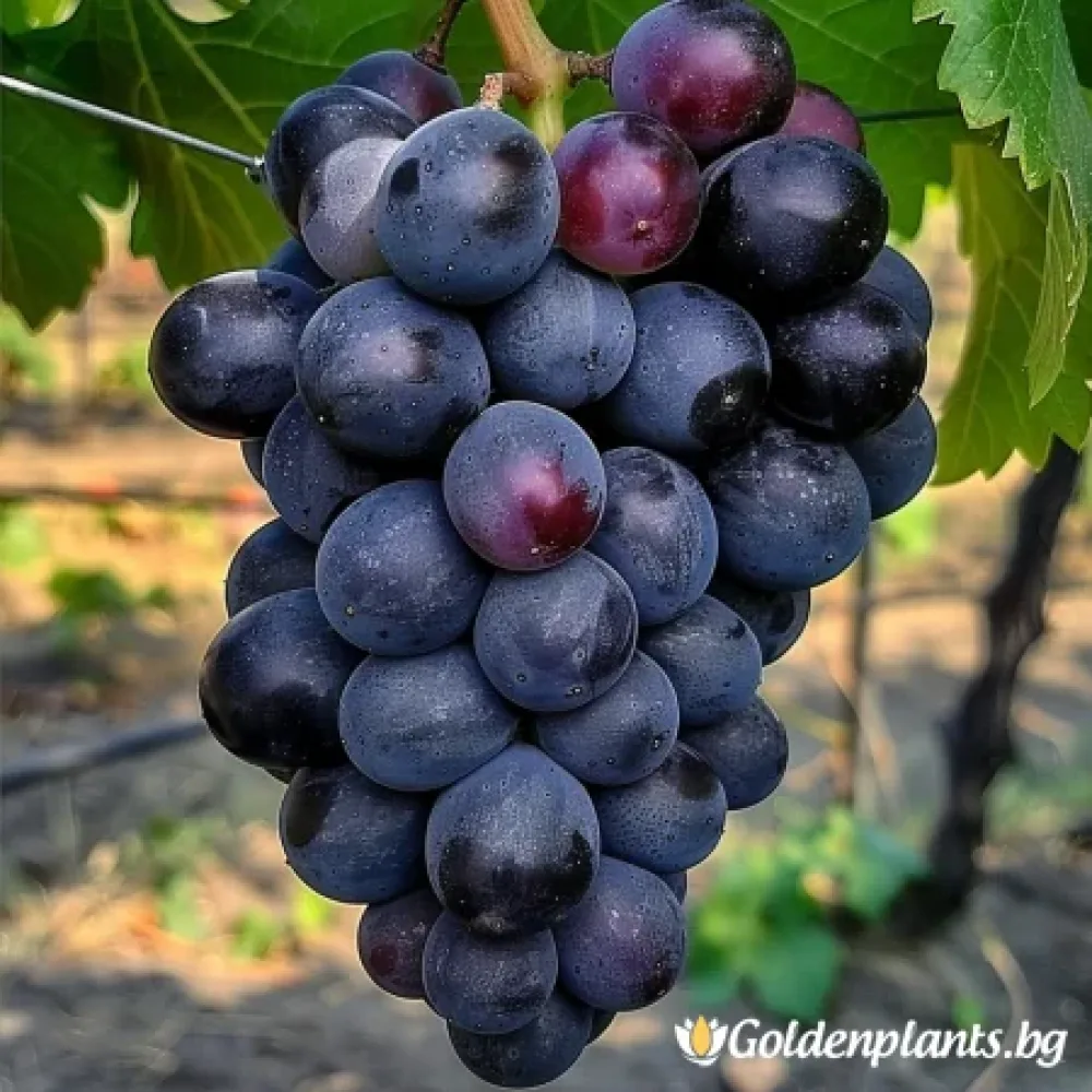 Лоза сорт Тангра - безсеменен десертен сорт грозде - Късно зреещ, черен, едър – за собствено грозде