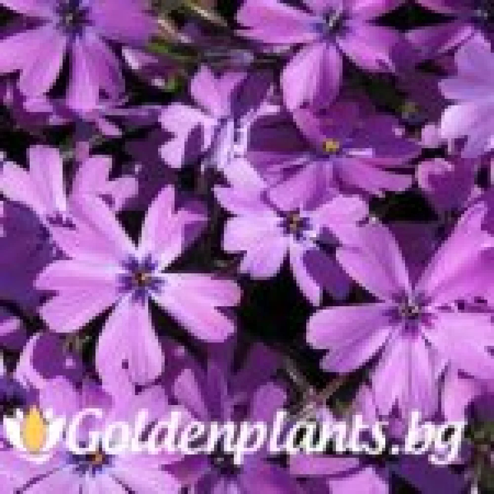 Алпийски Флокс Purple Beauty – за градината