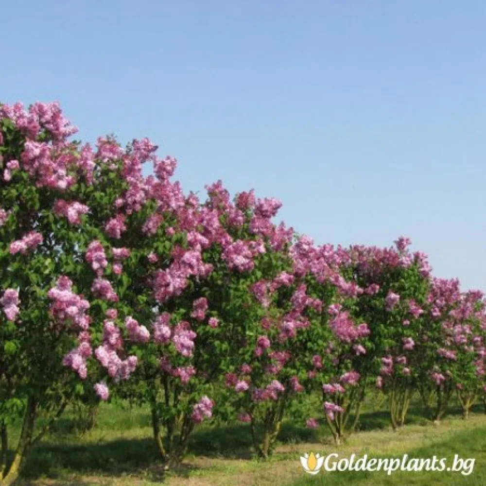 Чарлз Джоли (люляк)