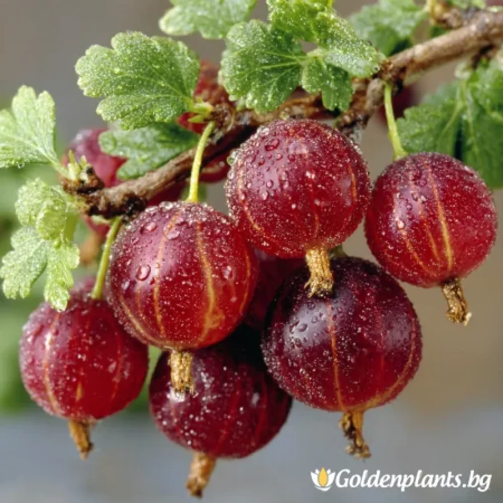 Цариградско грозде, сорт Каменар