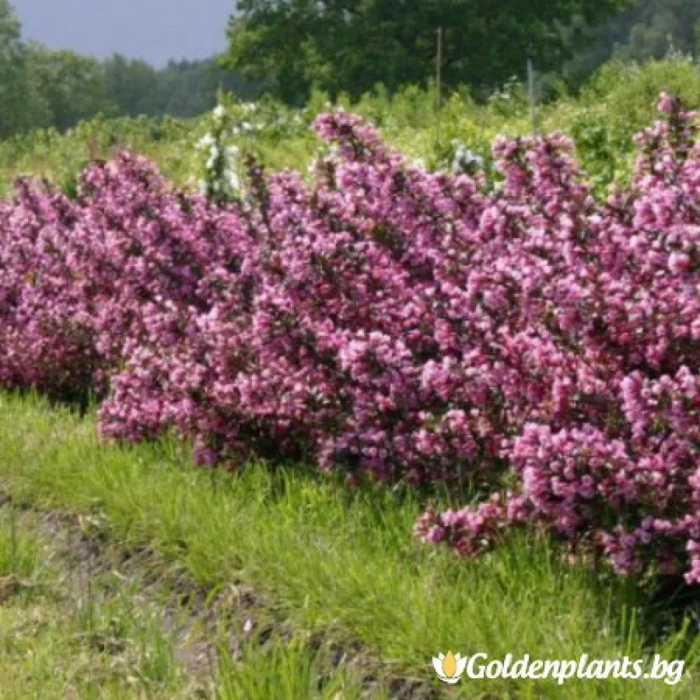 Вайгела florida Purpurea – декоративно растение