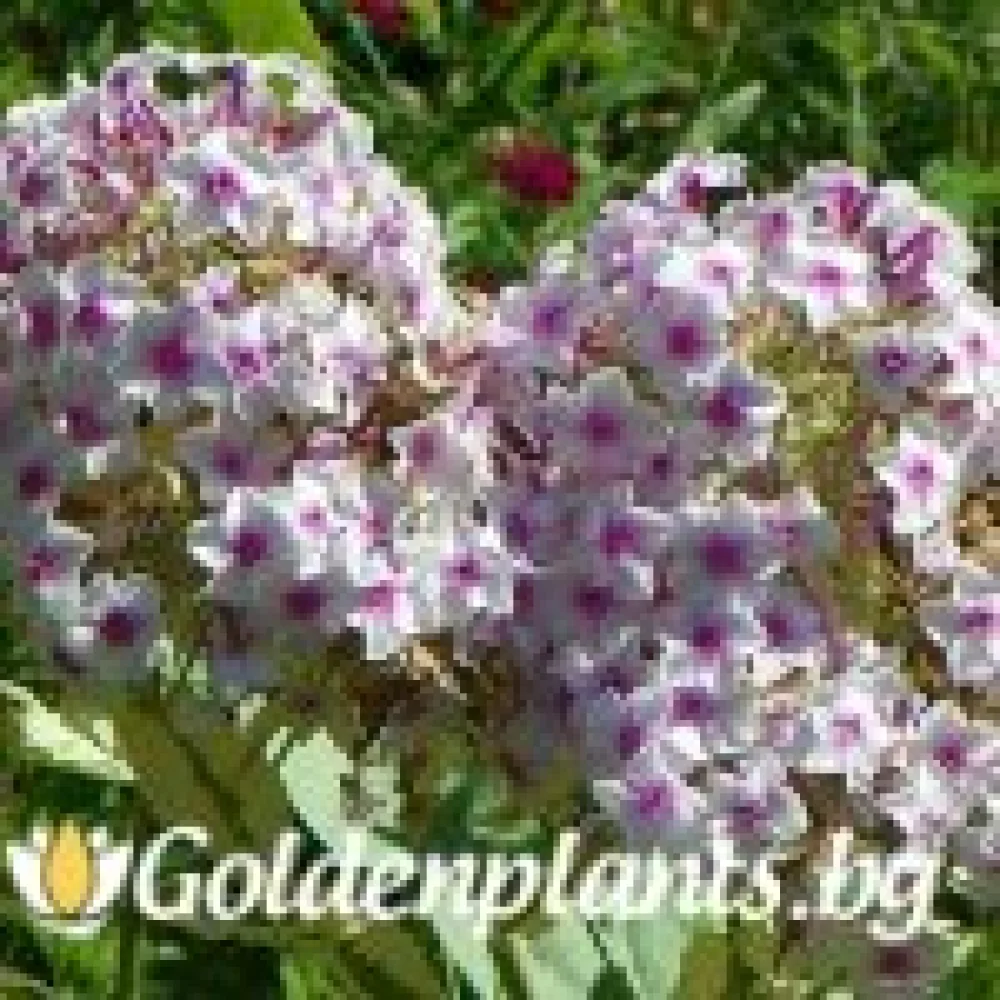 Алпийски флокс шарен – за градината