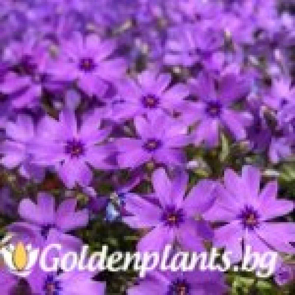 Алпийски Флокс Purple Beauty – за градината