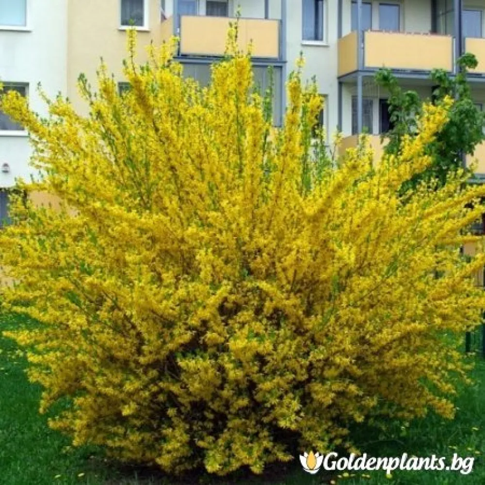 Златна магия (форзиция)
