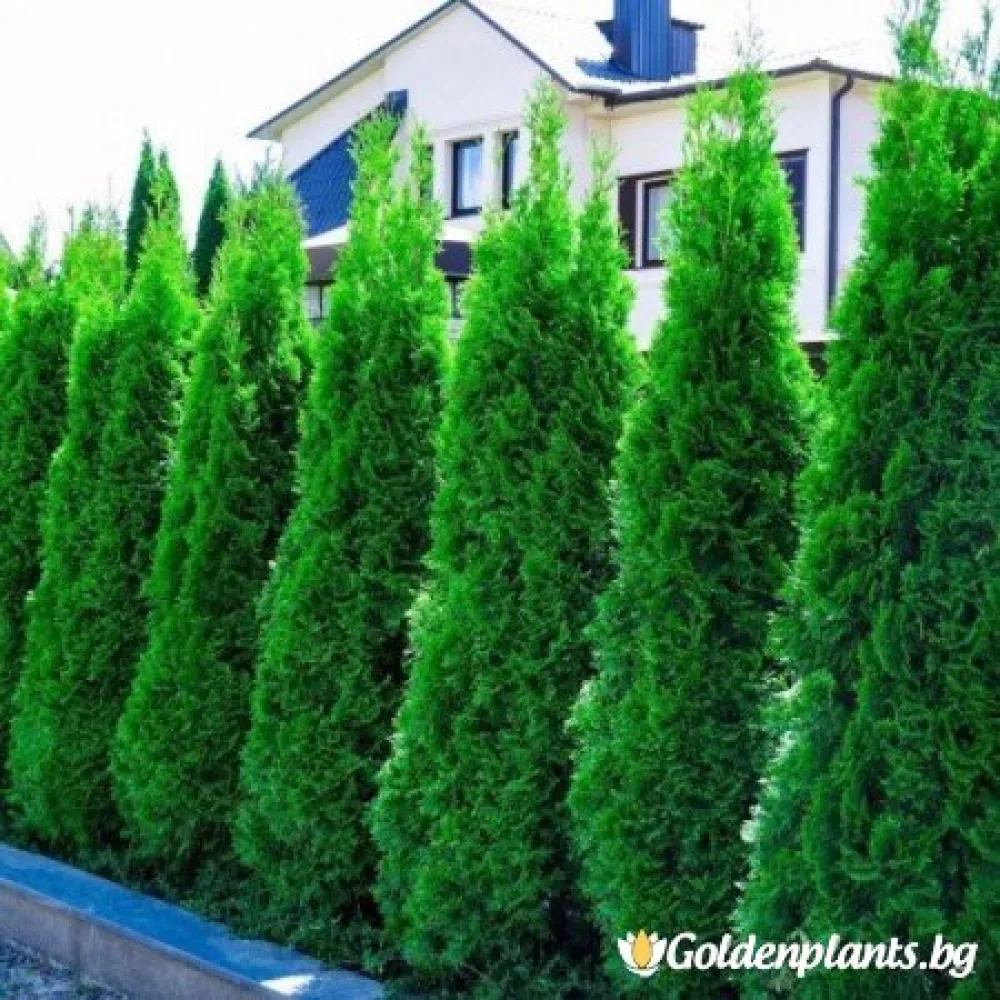 Туя смарагд 30-40см – декоративно растение