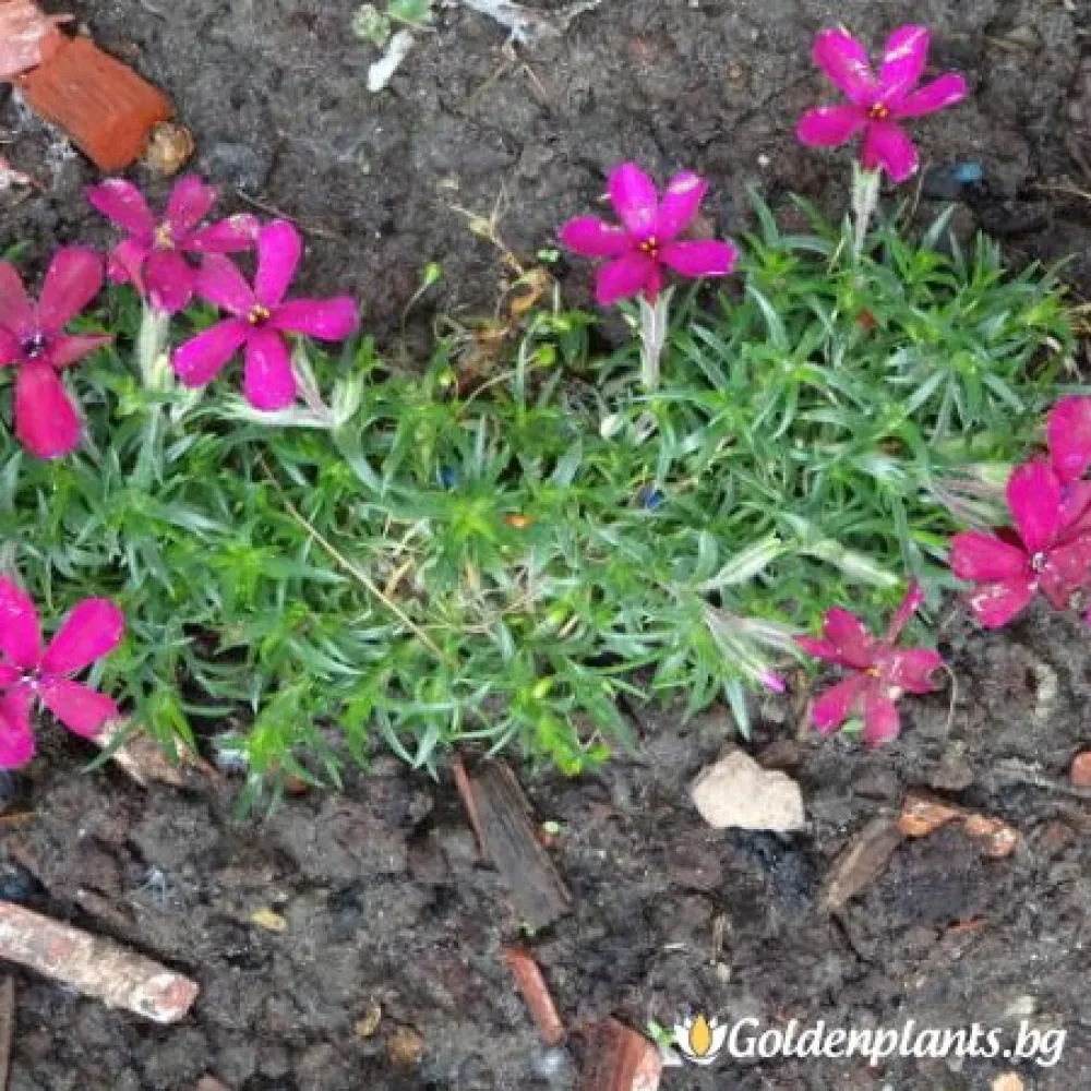 Алпийски Флокс Цикламено червен / Phlox (D) Ochsenblut – за градината