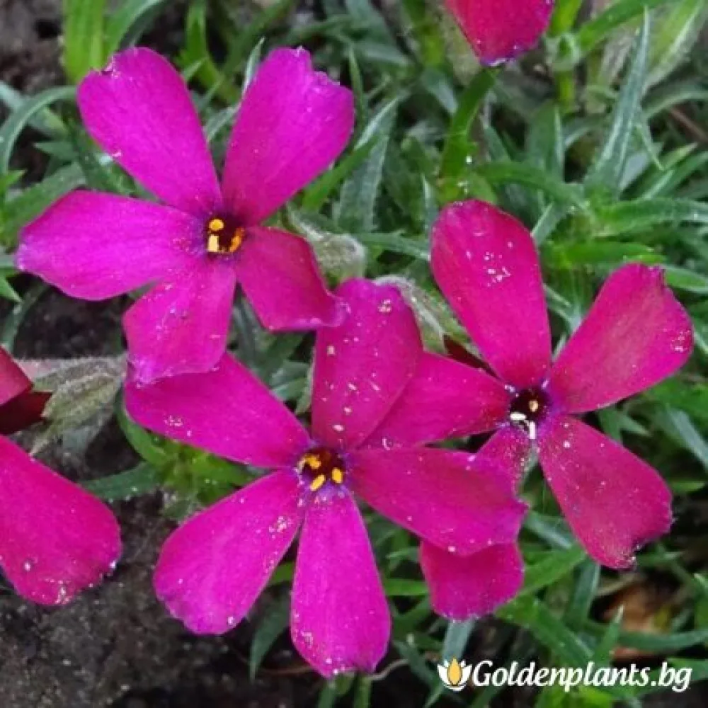 Алпийски Флокс Цикламено червен / Phlox (D) Ochsenblut – за градината