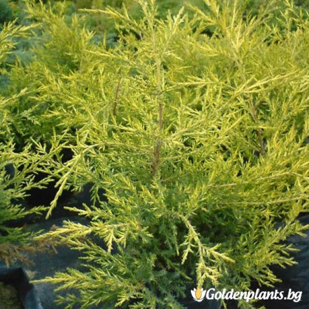 Юниперус Kuriwao Gold – за градината