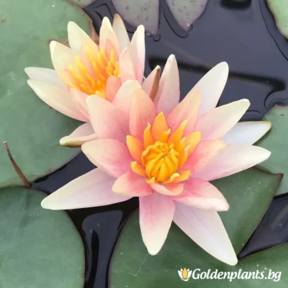 Водна Лилия – градинско цвете