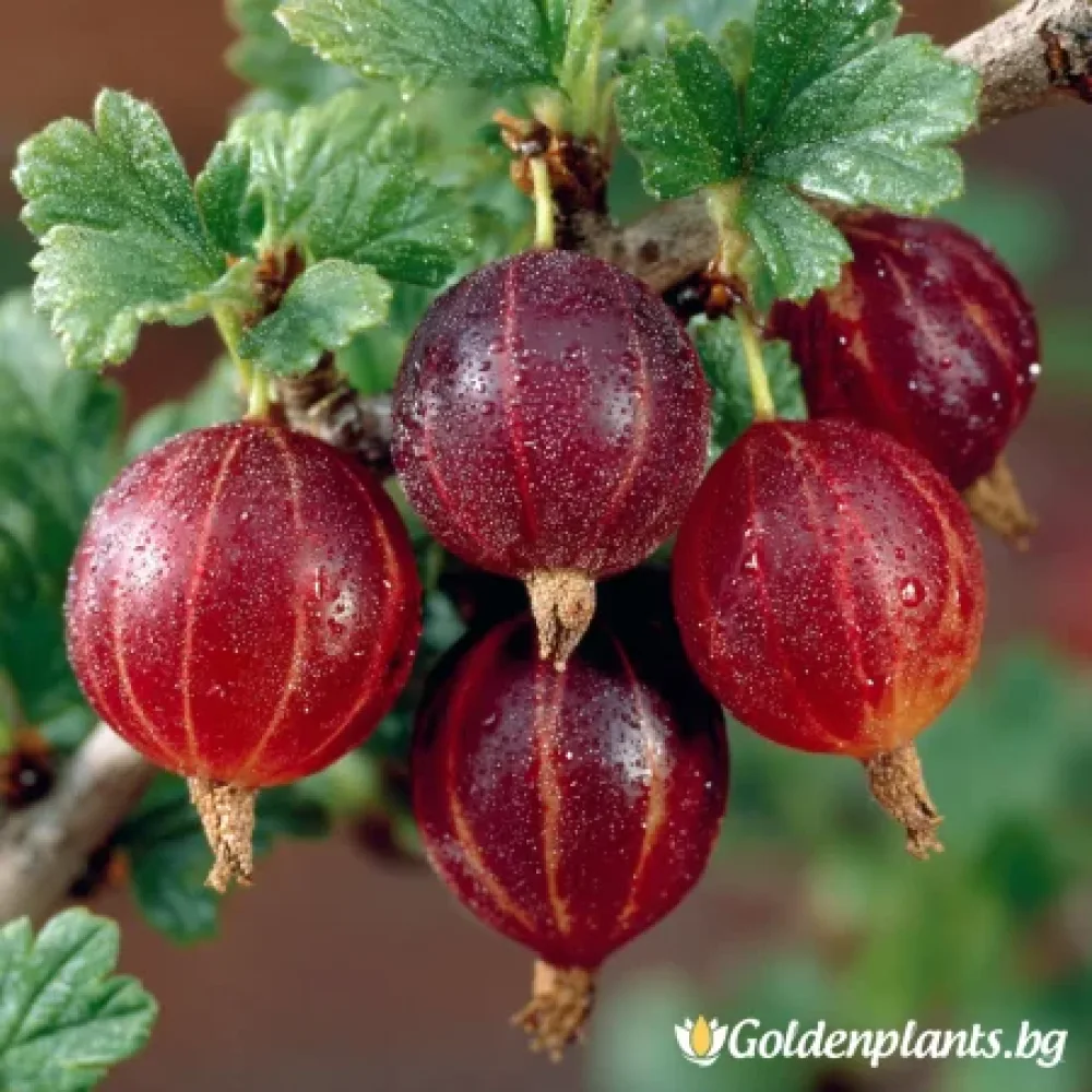 Цариградско грозде, сорт Каменар