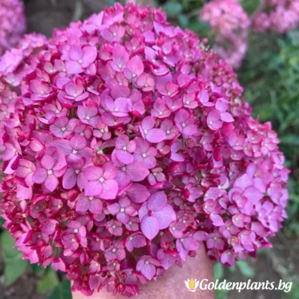 Арборесценс Кендибел Уайнгуми (хортензия)