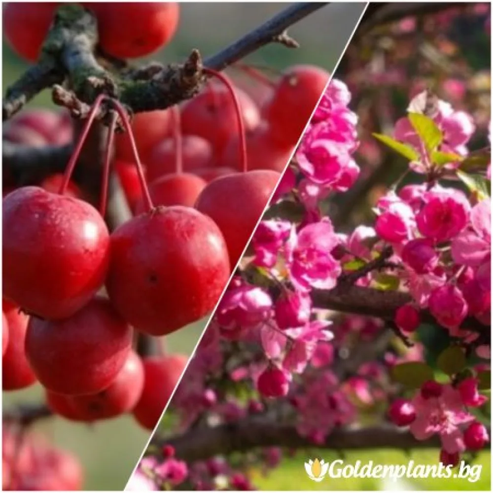 Декоративна райска ябълка, сорт Ола