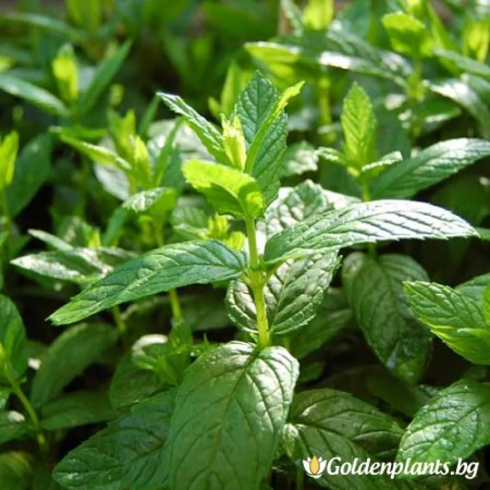 Мента Zitronen Mint – за градината