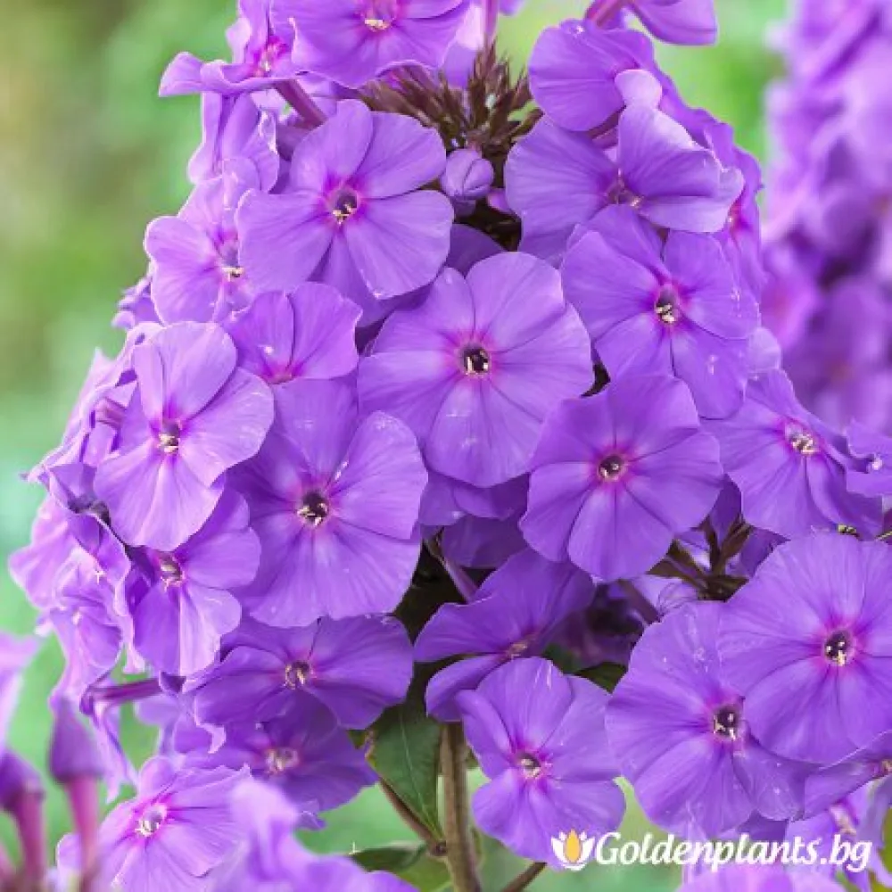 Флокс, сорт Аметист