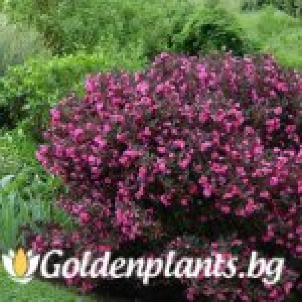 Вайгела florida Purpurea – декоративно растение