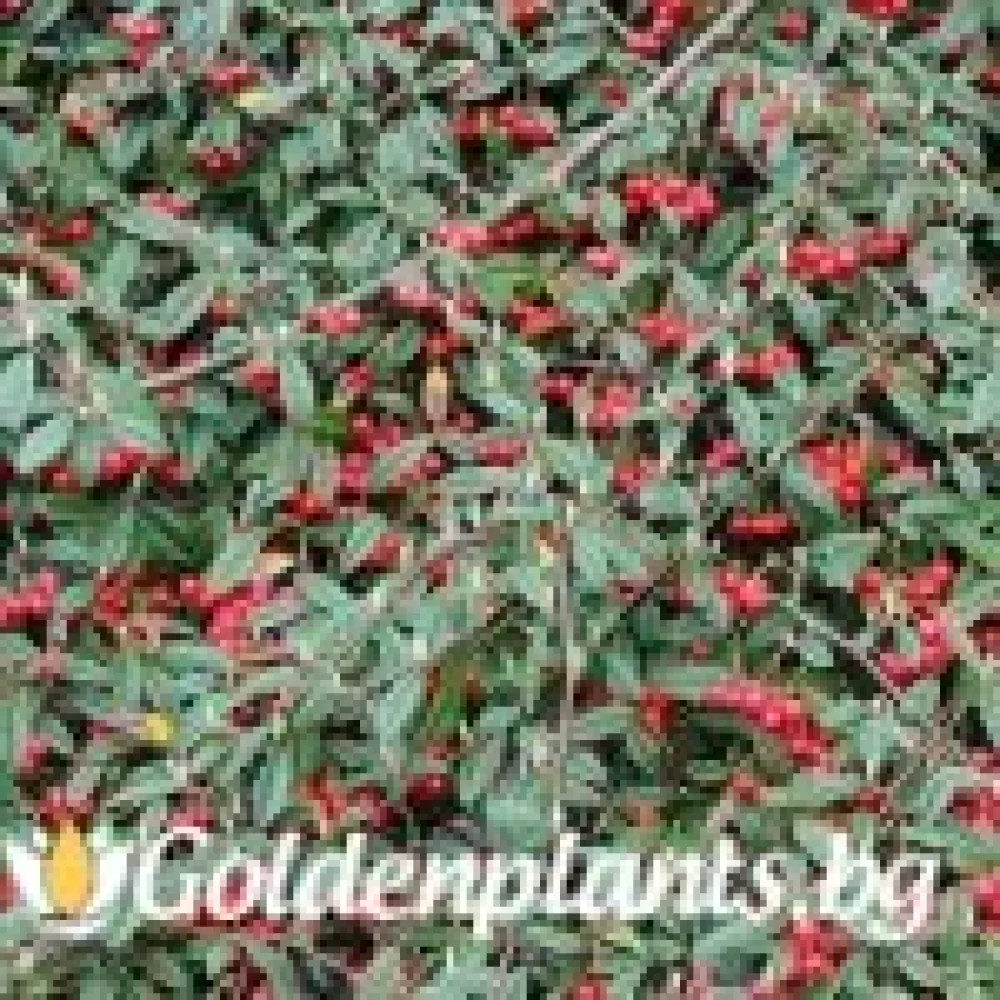 Котонеастър Salicifolia – за жив плет