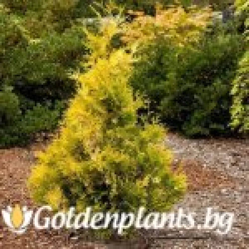 Западна туя Malonyana Aurea – декоративно растение
