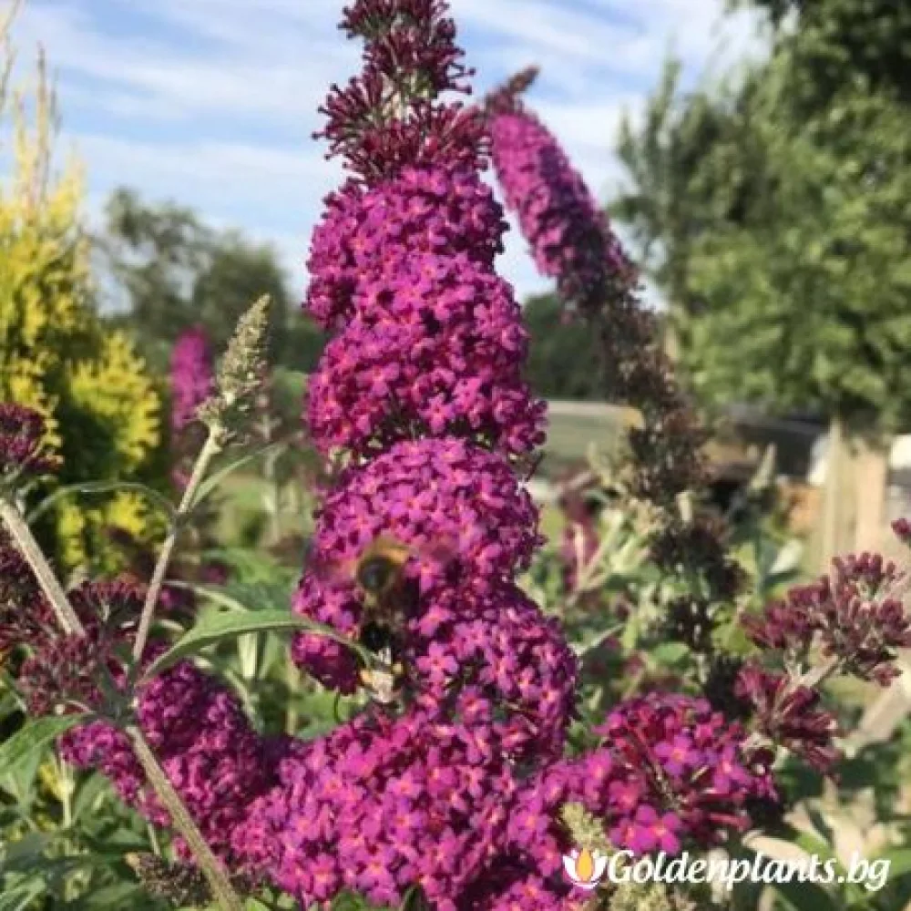 Будлея Червена пеперуда / Летен люляк – декоративно растение
