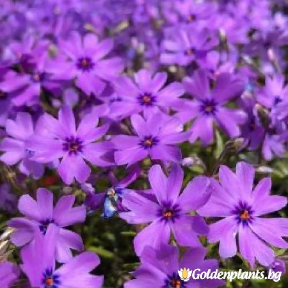 Алпийски Флокс Purple Beauty – за градината