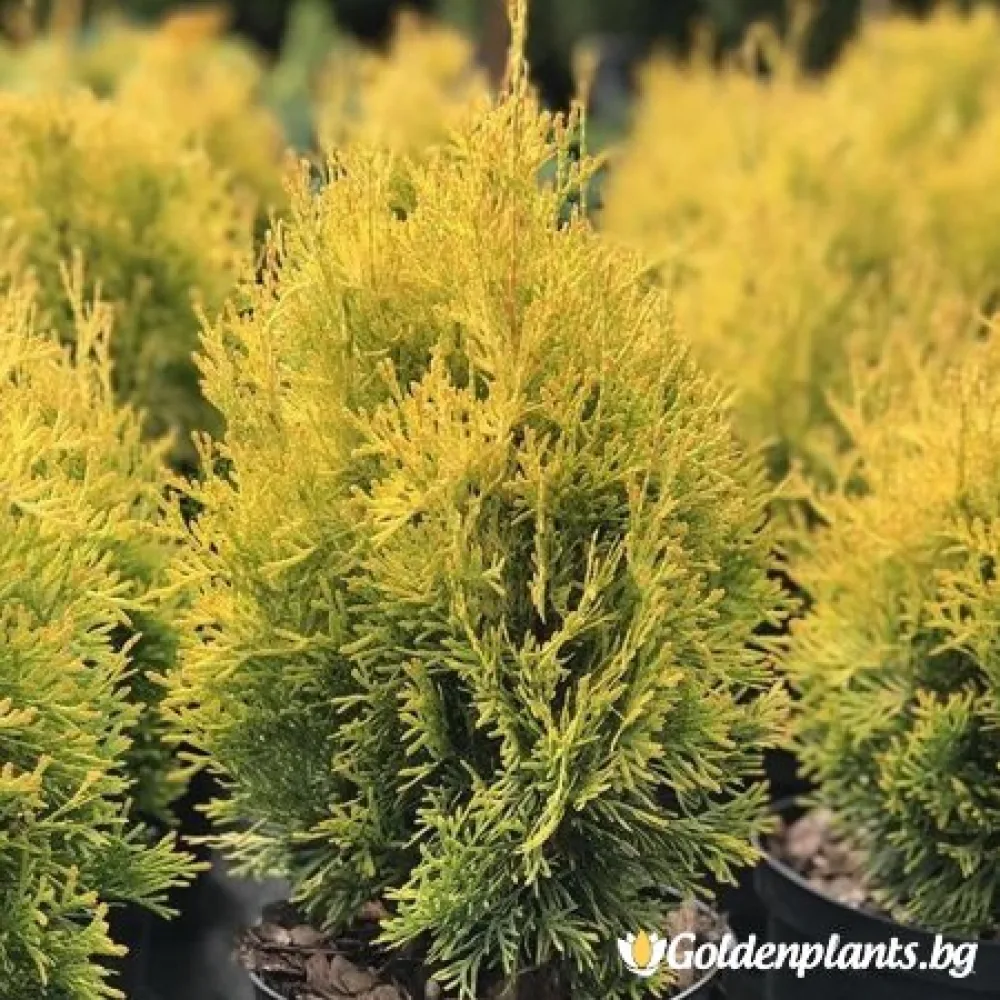 Западна туя Malonyana Aurea – декоративно растение
