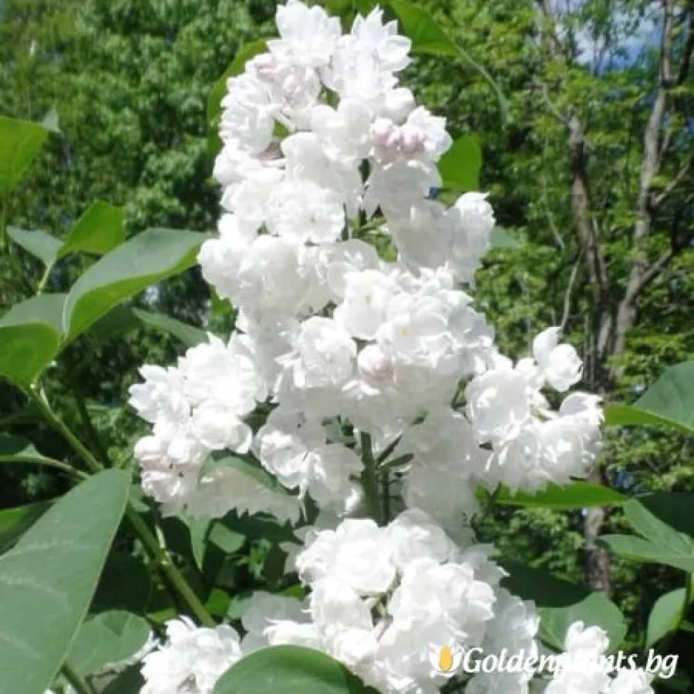 Люляк – Спомен за Колесниково