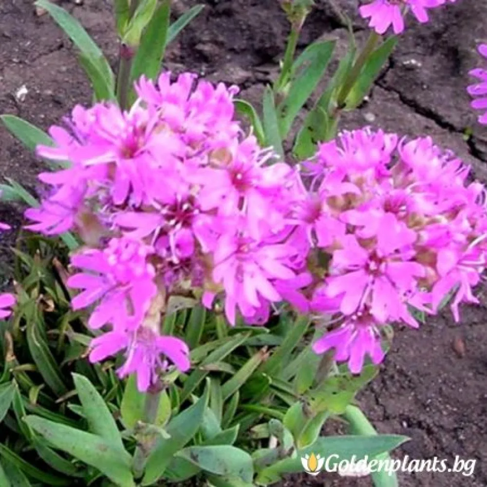 Лихнис – Алпийски
