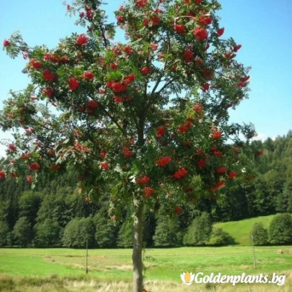 Офика / Самодивско дърво – декоративно растение