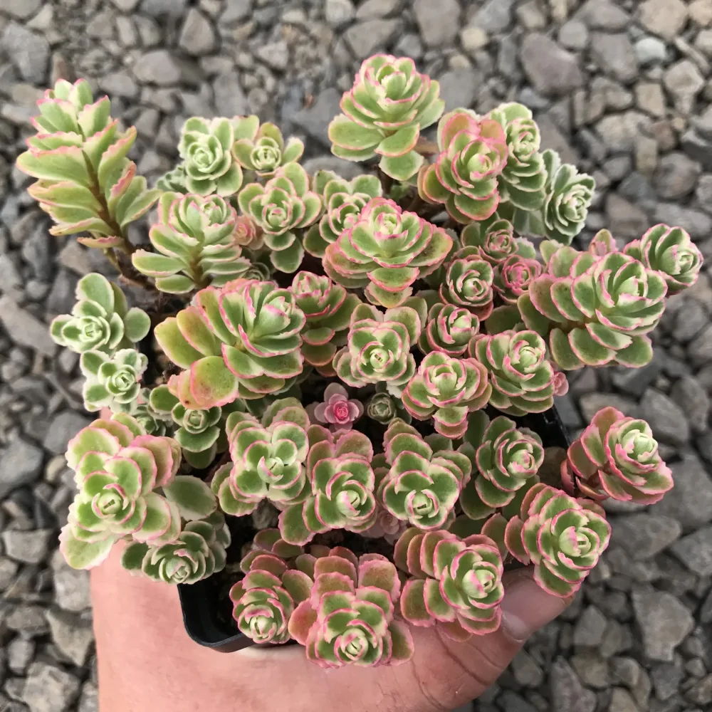 Седум – Лъжлив