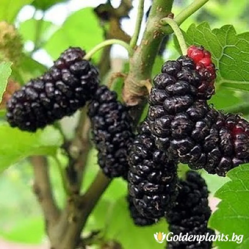 Илинойс (черница)
