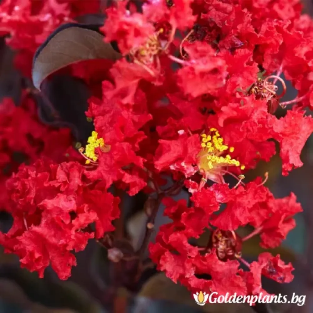 Алено Червен (индийски люляк)