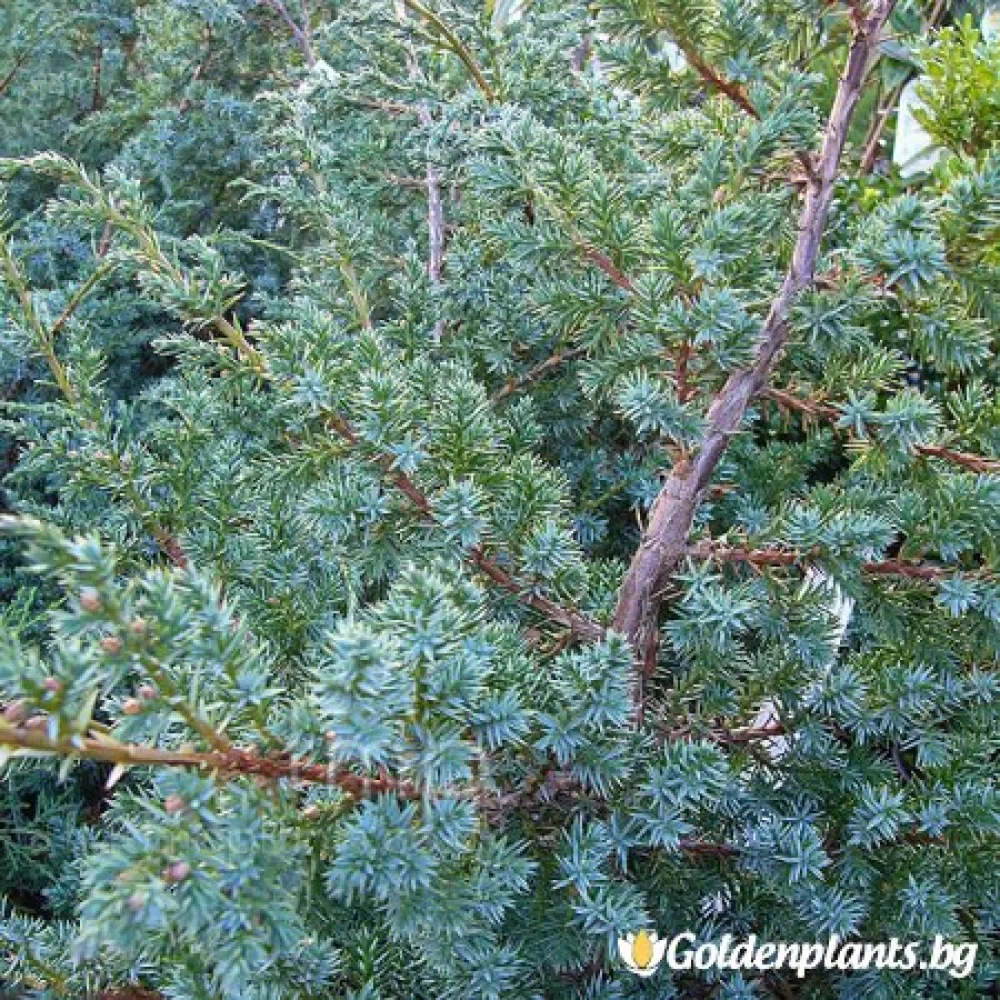 Юниперус Сини Алпи 30-60 см – за жив плет