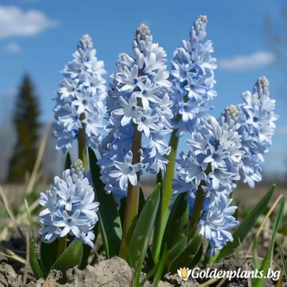 Ливанска Пушкиния – за градината