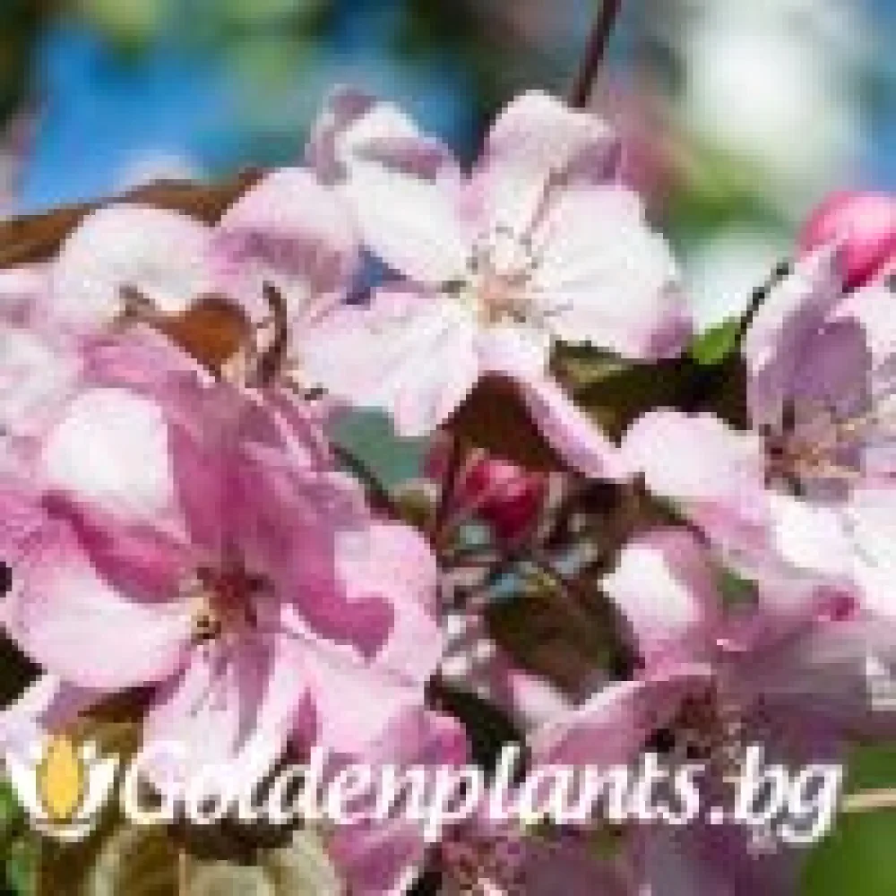 Декоративна райска ябълка, сорт Ола