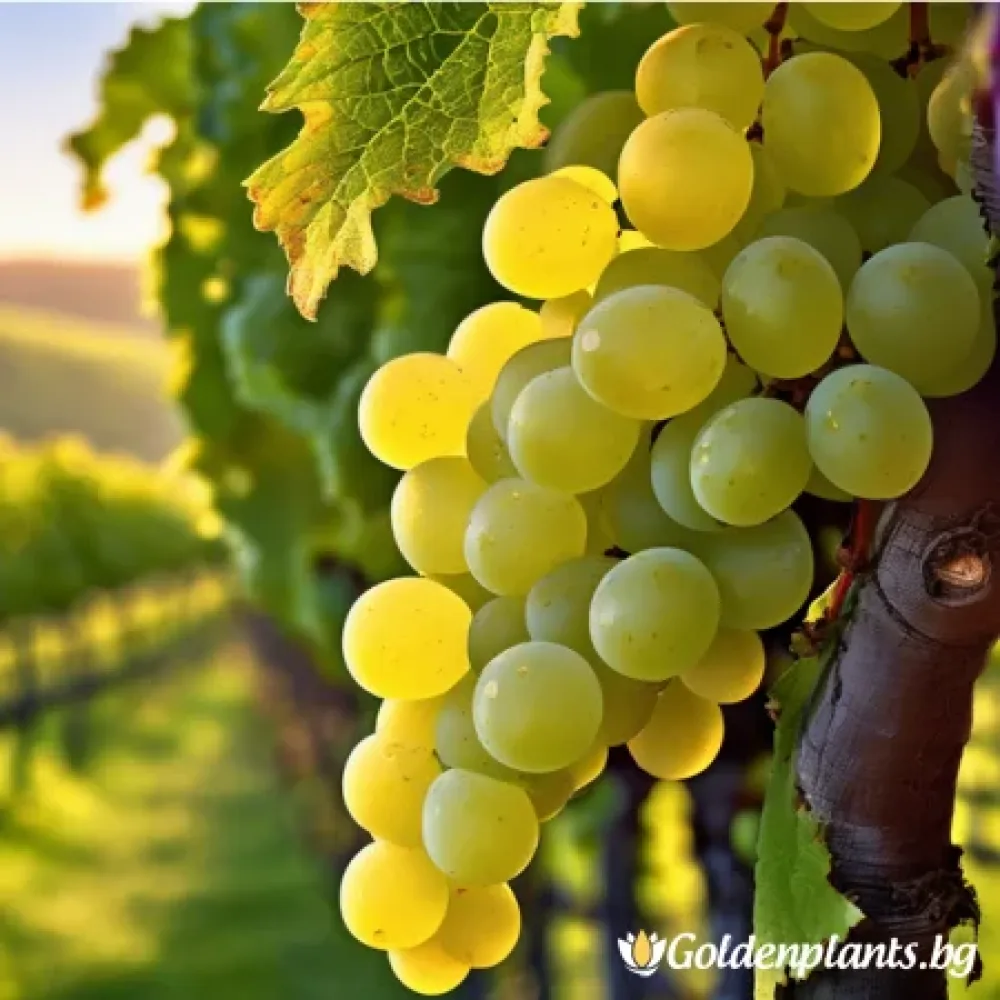 Лоза сорт Шардоне /Chardonnay/ - ранно зреещ – за собствено грозде