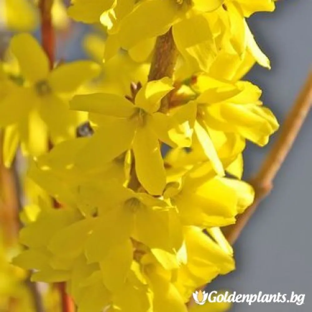 Златна магия (форзиция)