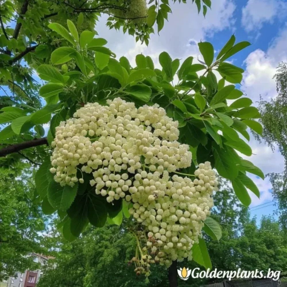 Офика Бяла 120см – декоративно растение